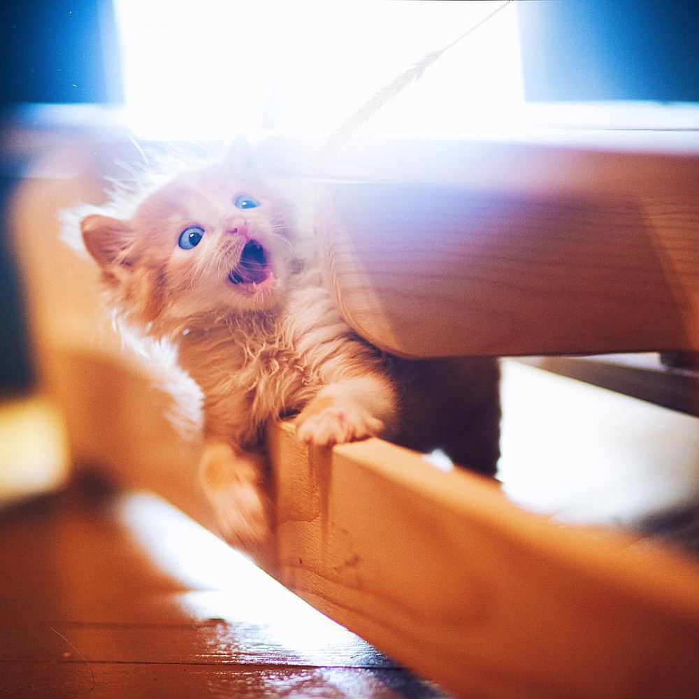 Instagram @hobopeeba