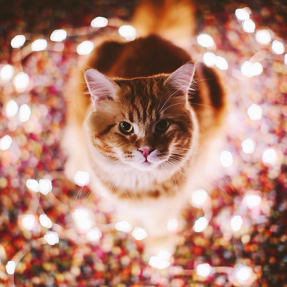 Instagram @hobopeeba