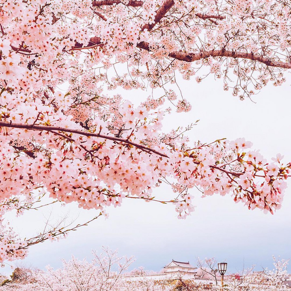 Instagram @hobopeeba