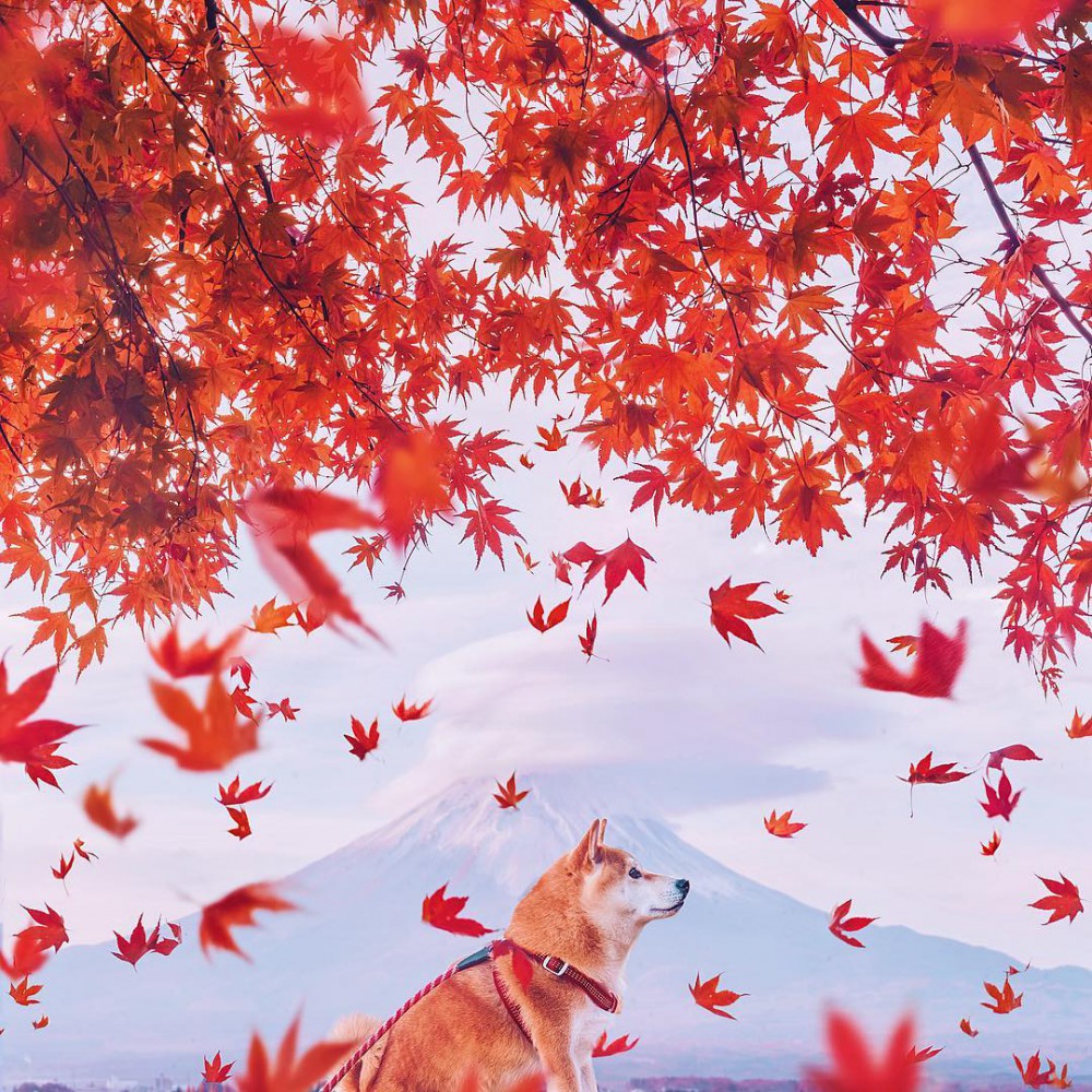 Instagram @hobopeeba