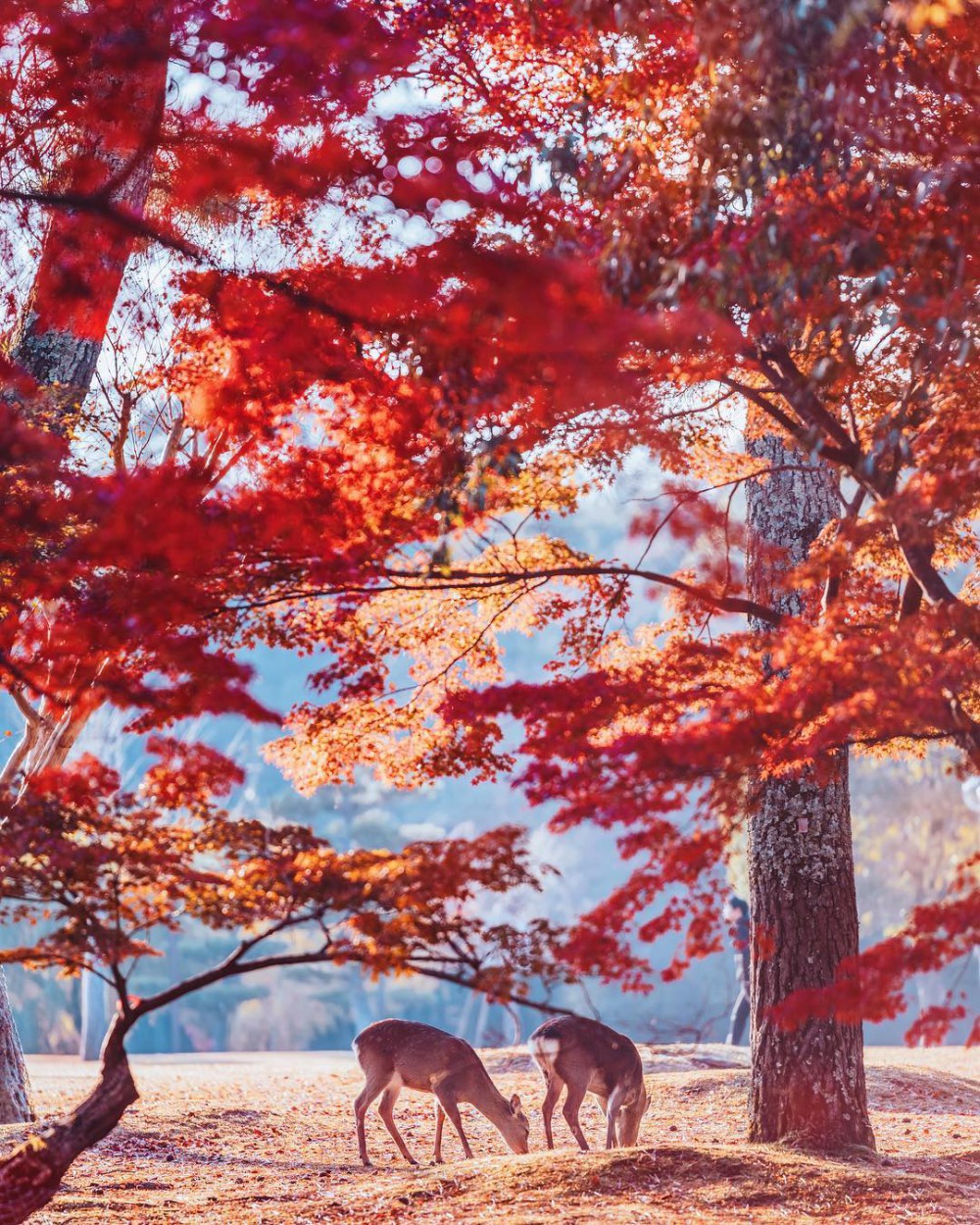 Instagram @hobopeeba