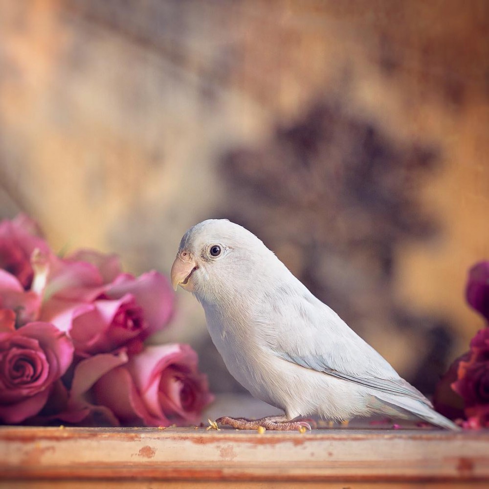 Instagram @freyaeverafter_