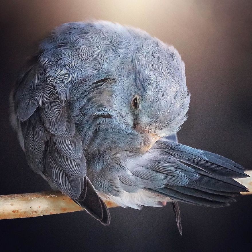 Instagram @freyaeverafter_