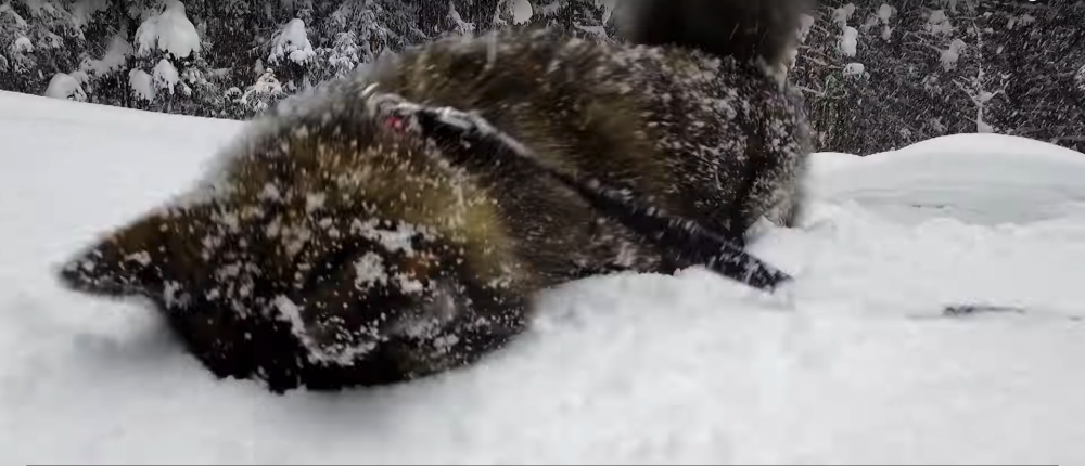 Google Japan影片截圖