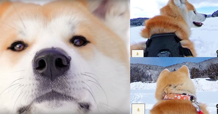 看Google Map不再寂寞:秋田犬現身Google街景,全因狗狗戴上鏡頭親身拍攝,太可愛了!