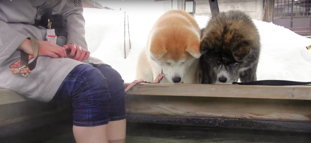 Google Japan影片截圖