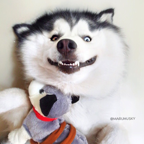 IG@maruhusky