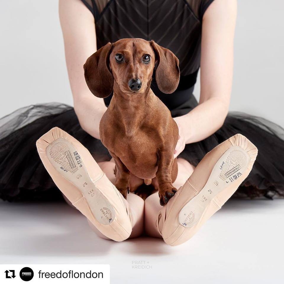 FB@Dancers & Dogs
