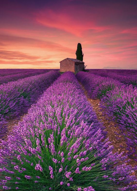 Pinterest