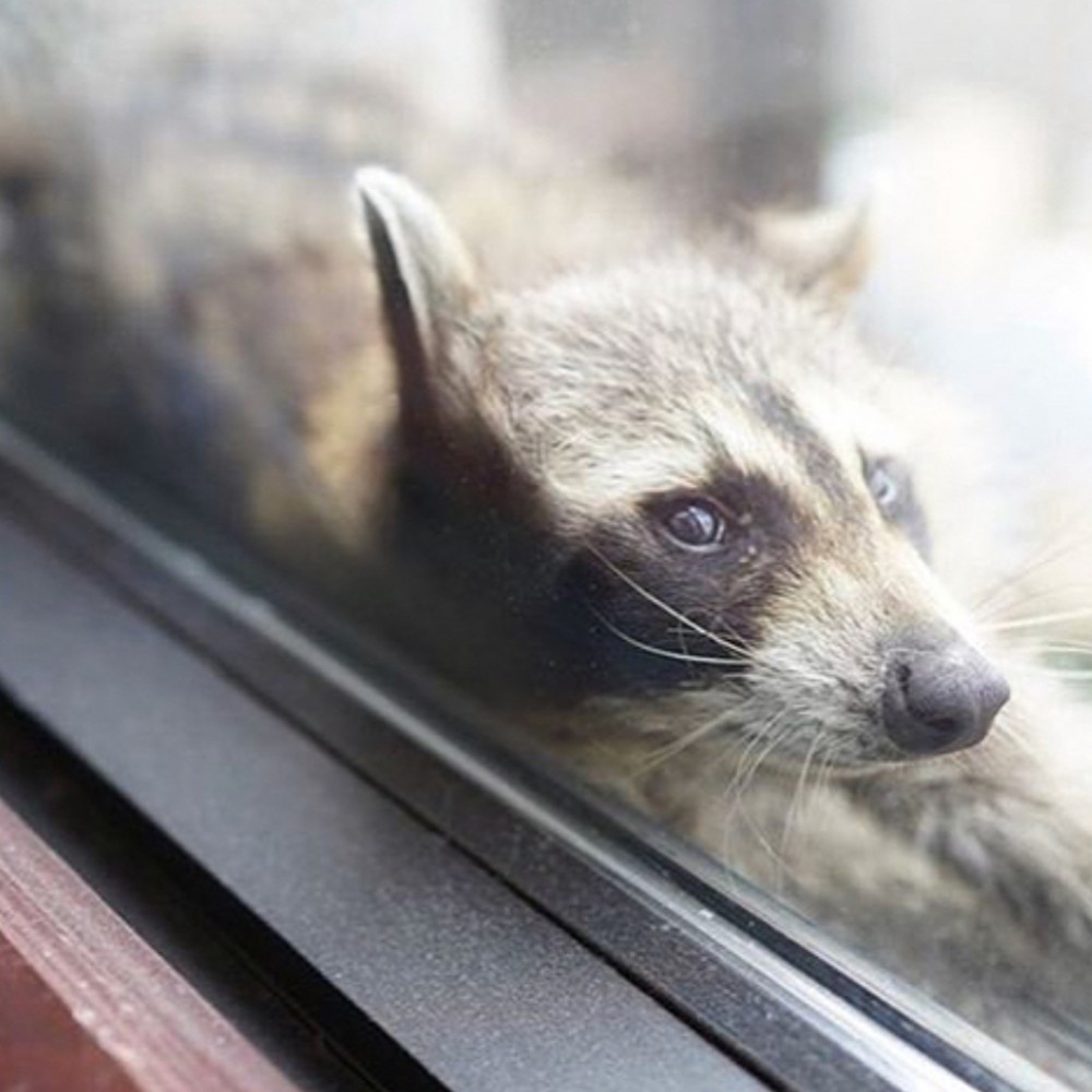 Instagram @sienaandtoast