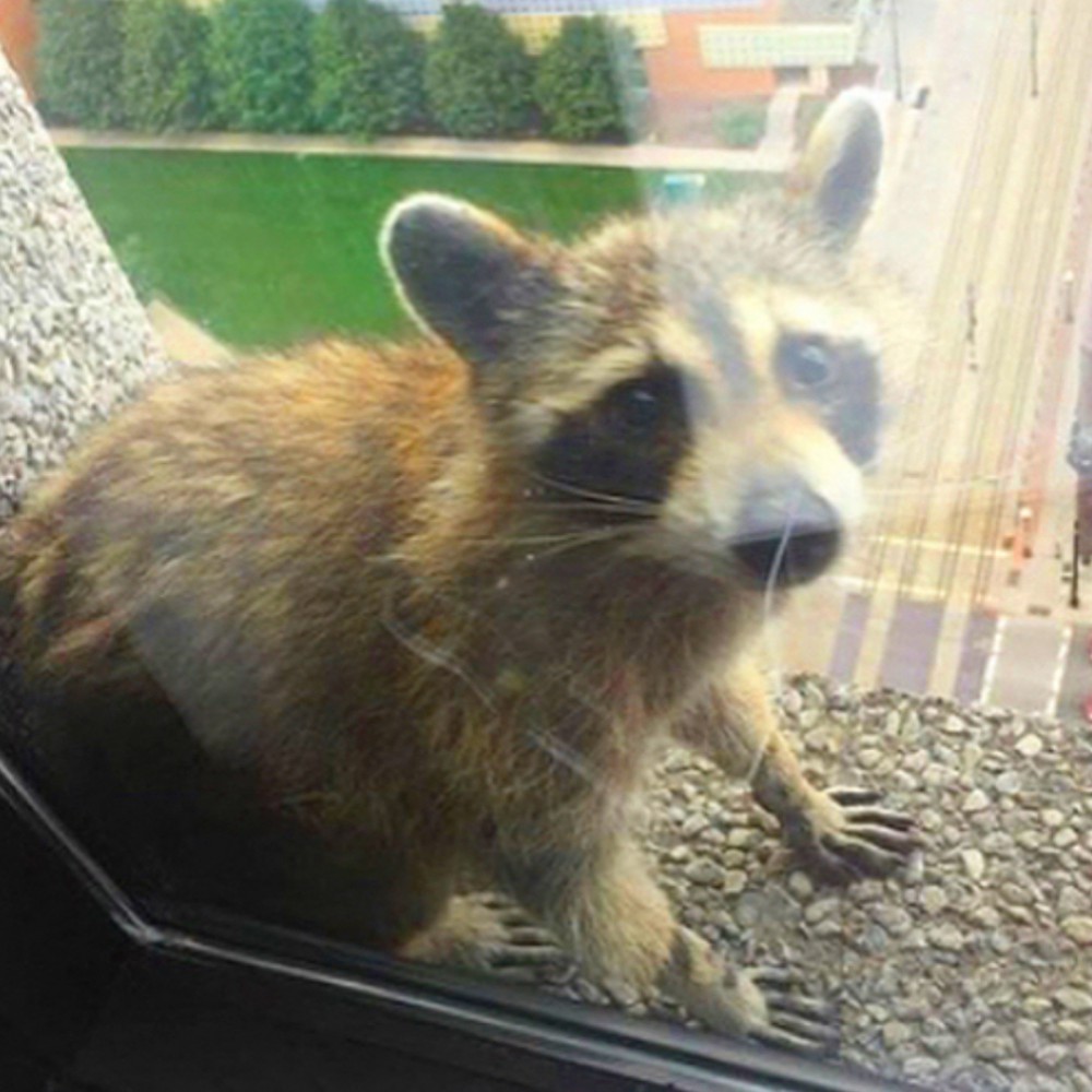 Instagram @sienaandtoast