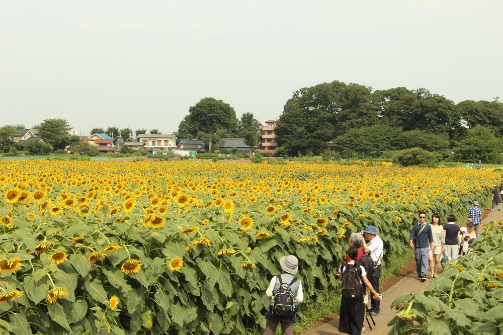 Sunflower Diary