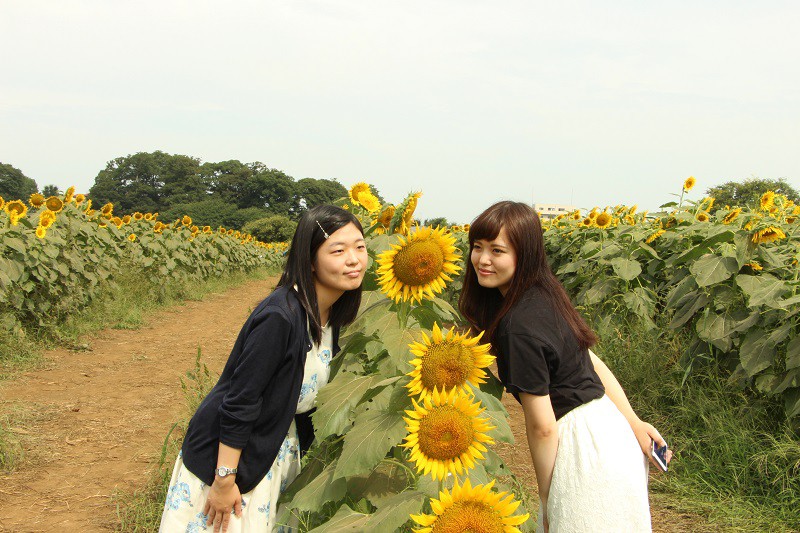 Sunflower Diary