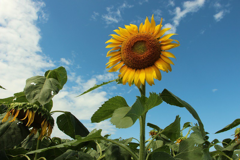 Sunflower Diary