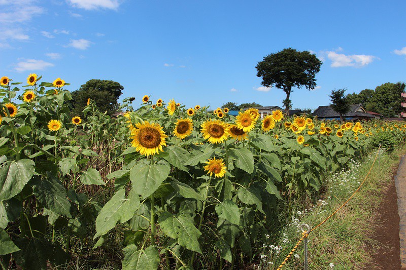 Sunflower Diary