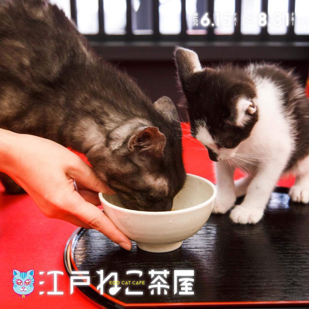 江戸ねこ茶屋