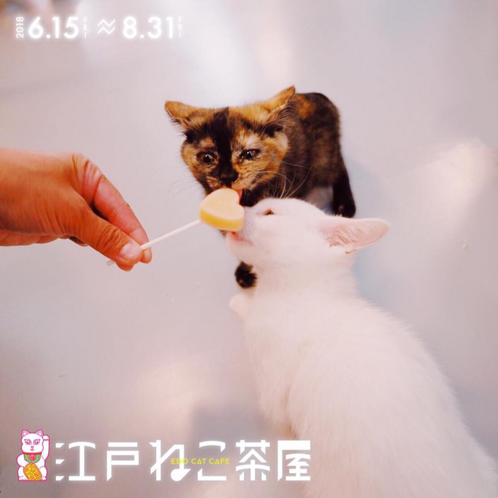 江戸ねこ茶屋