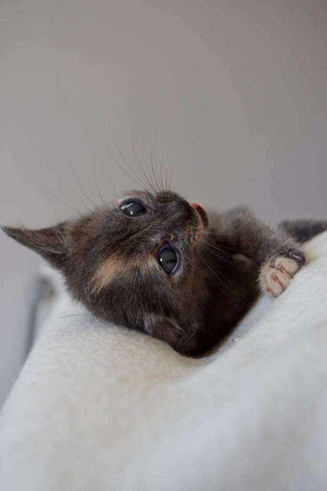 Facebook @God's Little People Cat Rescue