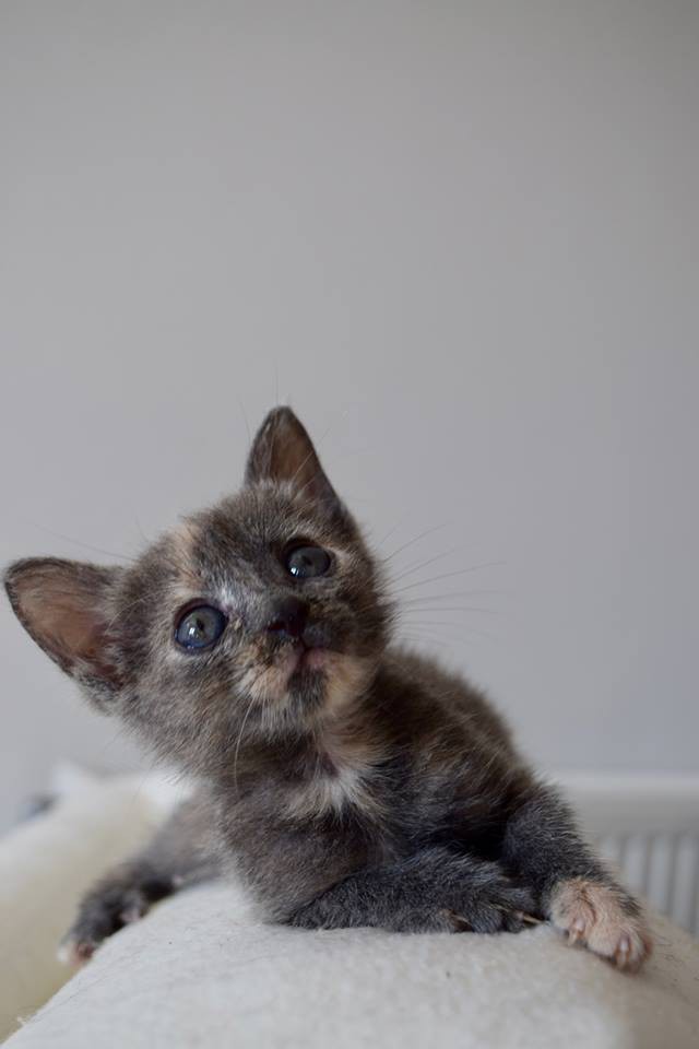 Facebook @God's Little People Cat Rescue