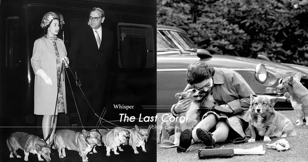 情牽哥基85年！女王最後一隻哥基Whisper離世！