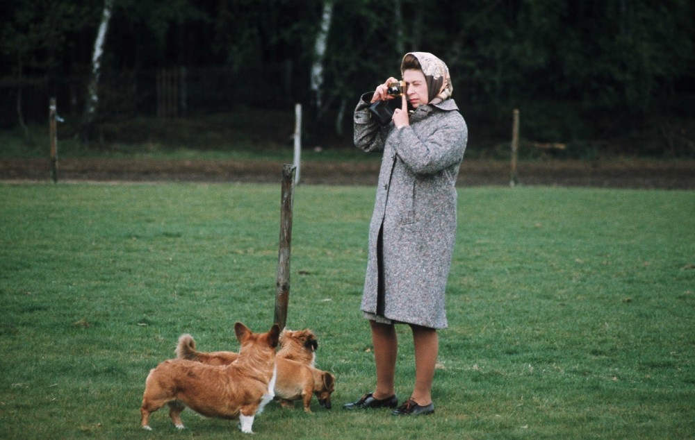 情牽哥基85年！女王最後一隻哥基Whisper離世！