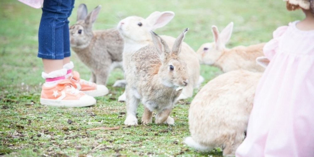 Takehara Hiroshima Tourism Guide