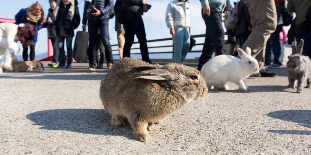 Takehara Hiroshima Tourism Guide