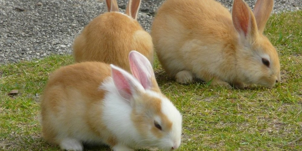 Takehara Hiroshima Tourism Guide