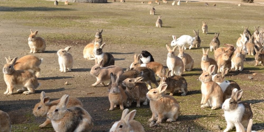 Takehara Hiroshima Tourism Guide