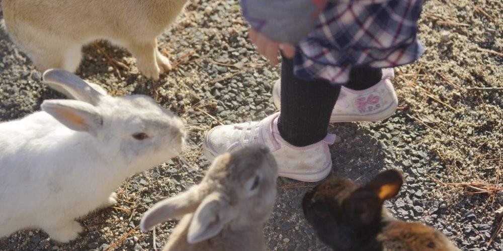 Takehara Hiroshima Tourism Guide
