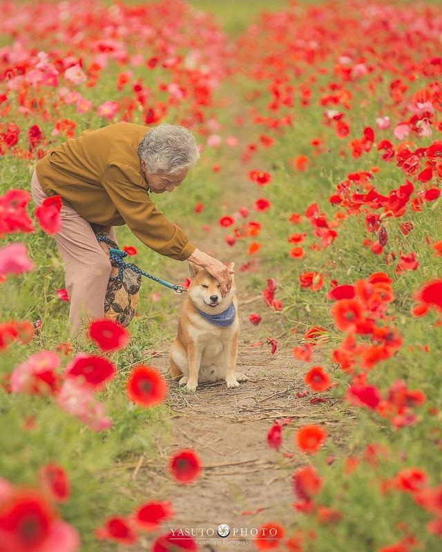 人生不要再次後悔！日本攝影師孫子拍下最暖心的照片！