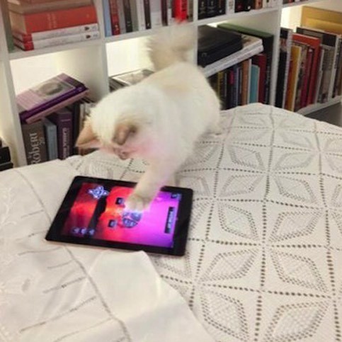 奢華寵貓之道！Karl Lagerfeld將Choupette Lagerfeld寵成世界上最幸福的貓咪！