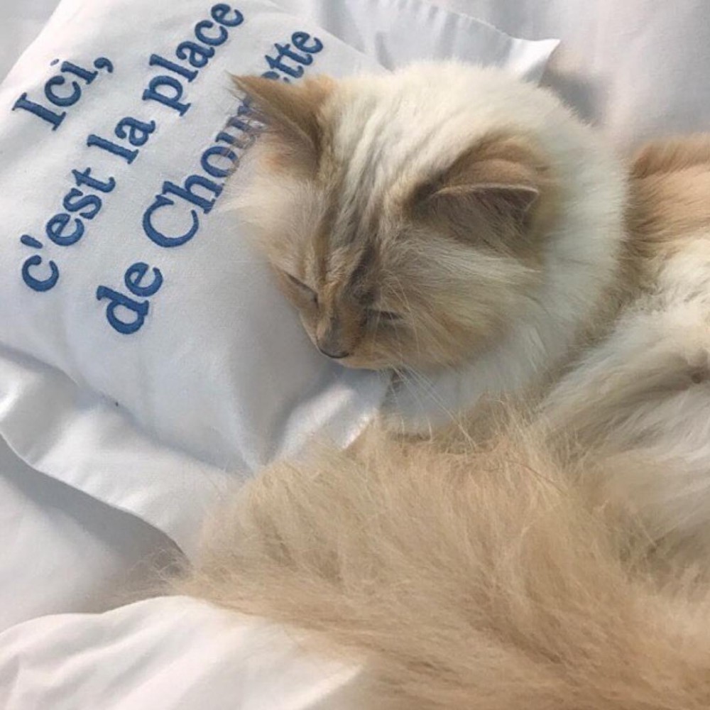 奢華寵貓之道！Karl Lagerfeld將Choupette Lagerfeld寵成世界上最幸福的貓咪！