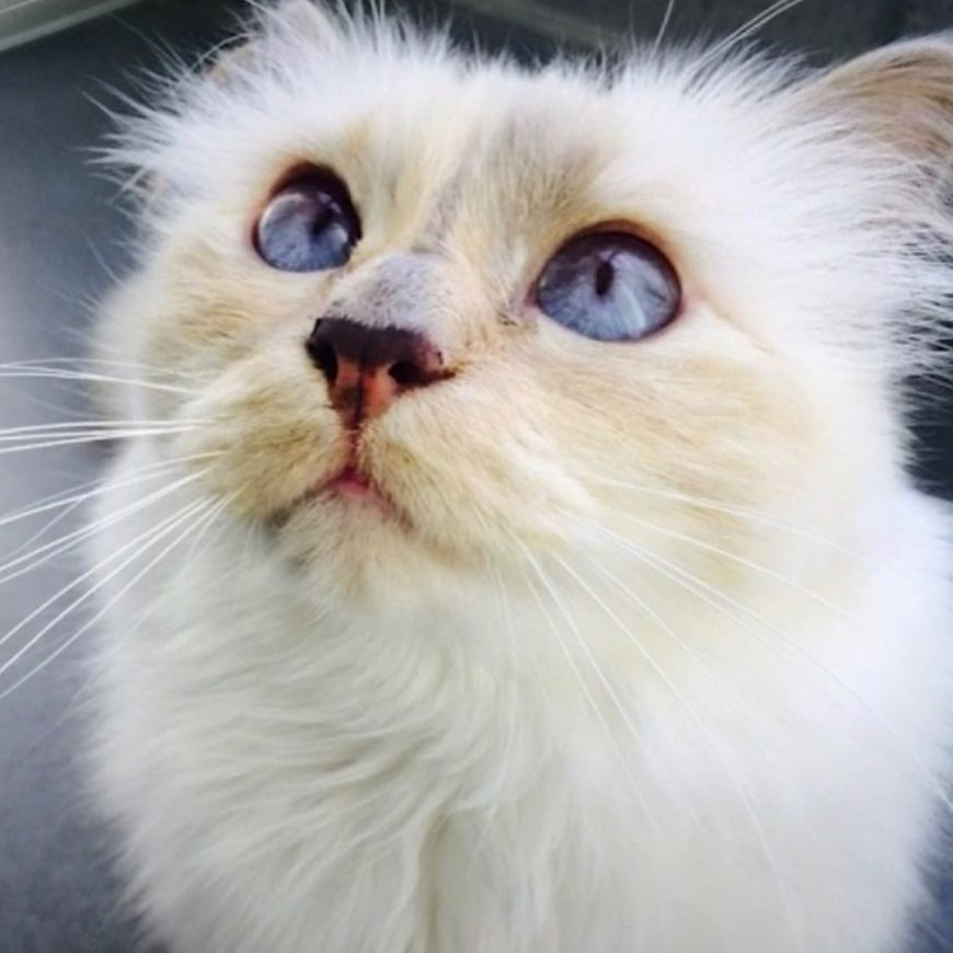 奢華寵貓之道！Karl Lagerfeld將Choupette Lagerfeld寵成世界上最幸福的貓咪！