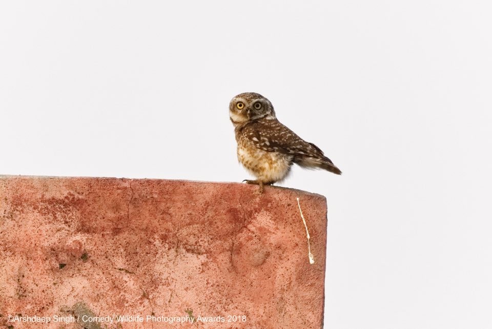 Comedy Wildlife Photography Awards