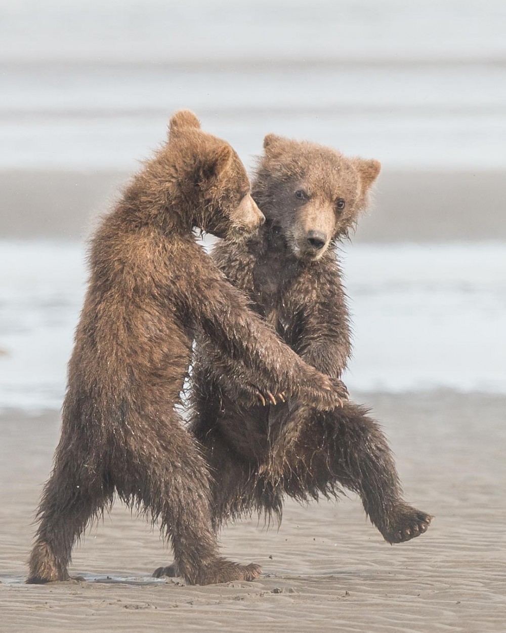 Comedy Wildlife Photography Awards