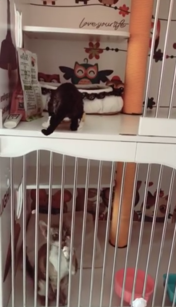 Screen Shot 2019-03-01 at 12.04.32 PM