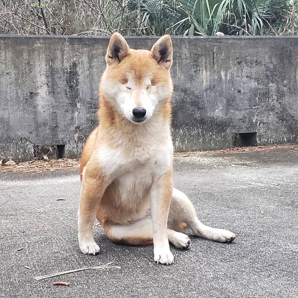 失明柴犬的動人故事！主人陪伴走過黑暗的千里步道！