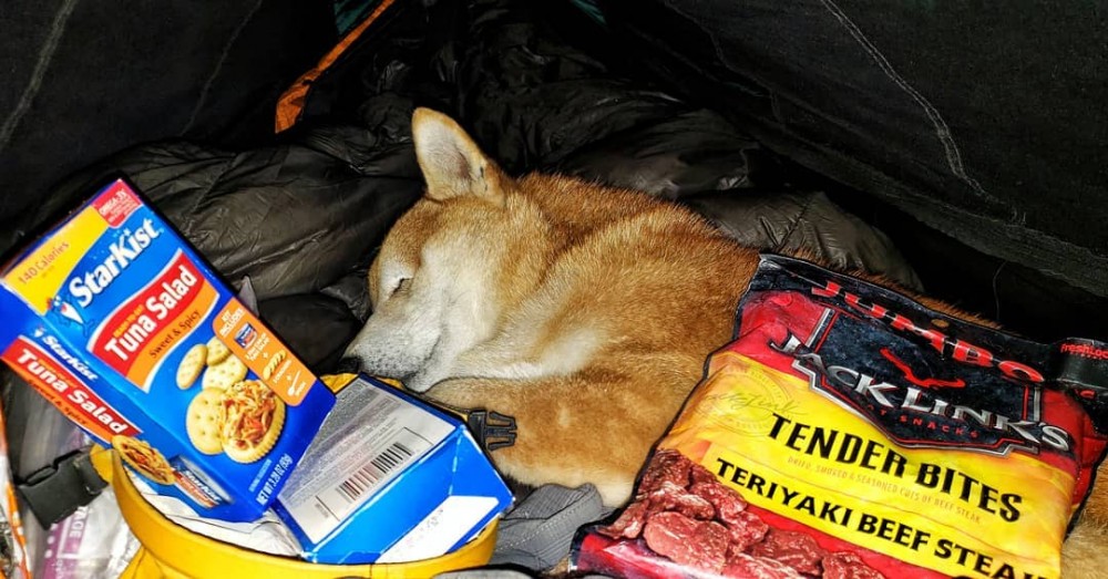 失明柴犬的動人故事！主人陪伴走過黑暗的千里步道！