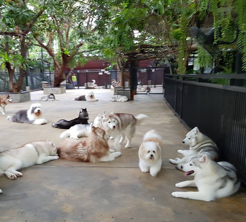 療癒心靈：泰國曼谷哈士奇Cafe 喜歡狗狗的你千萬不能錯過！1