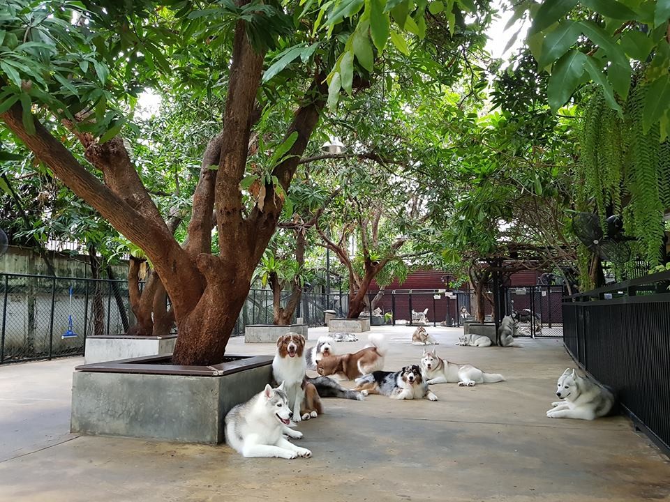 療癒心靈：泰國曼谷哈士奇Cafe 喜歡狗狗的你千萬不能錯過！2