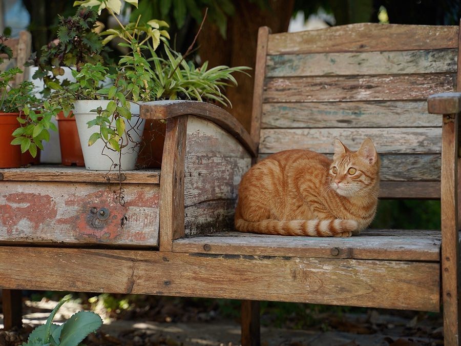 46427678_2384440281630001_2785577932477518783_n