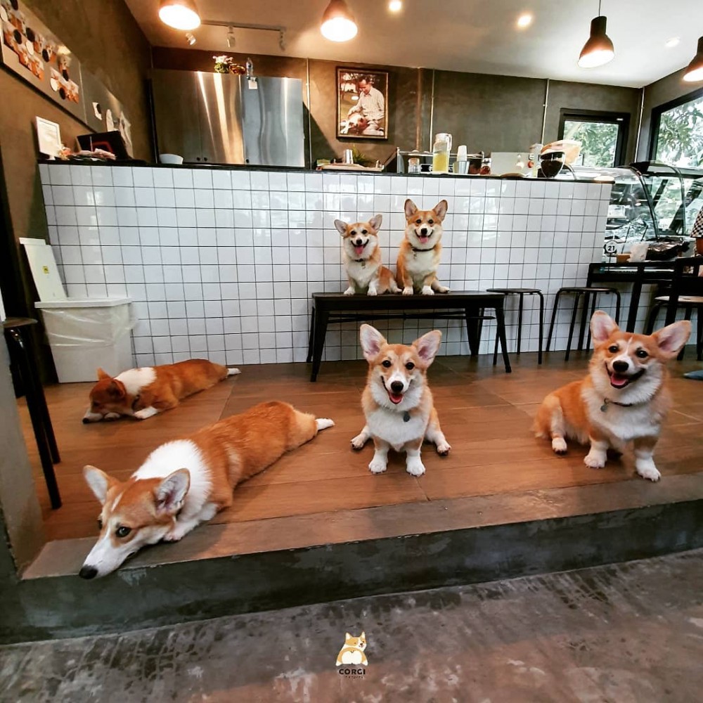 Corgiinthegarden's Instagram