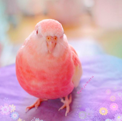 【チャー様注文品】桃色最高級兎毛皮、駝鳥蜥蜴馬毛縞馬模様本革、激熱装飾長財布 COOMODEL 1⁄6 紺糸獅形錆鉄打出銅具足 甲冑 平家 揚羽蝶 ≪伝説版