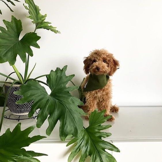 patchplants's Instagram