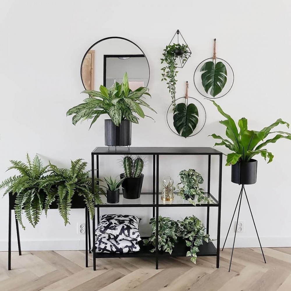 patchplants's Instagram