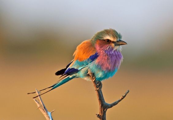 Pinterest