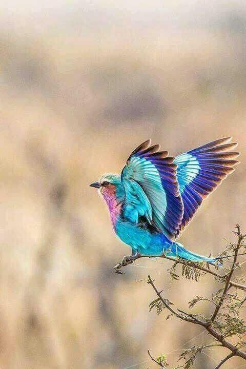 Pinterest