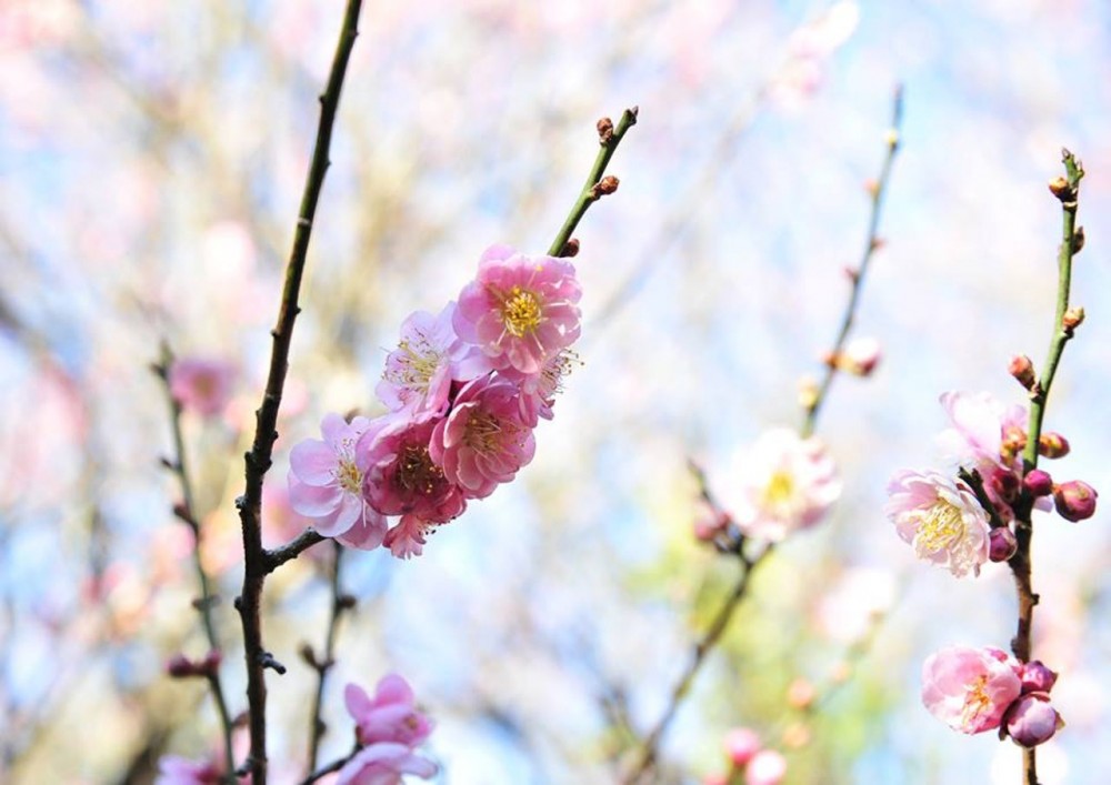 嘉道理農場 Facebook