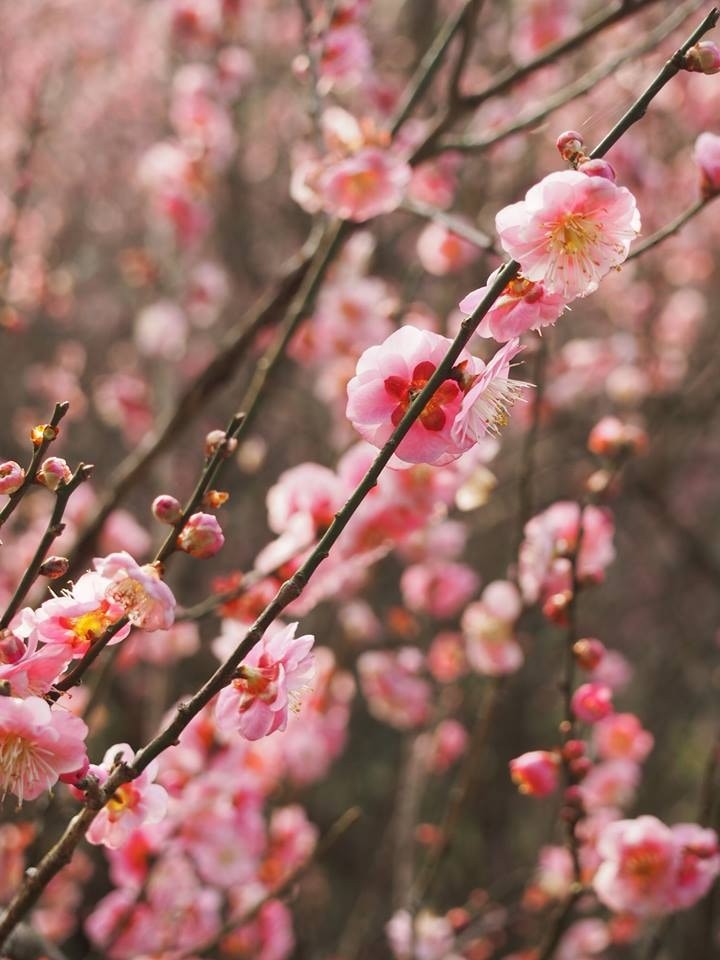 嘉道理農場 Facebook